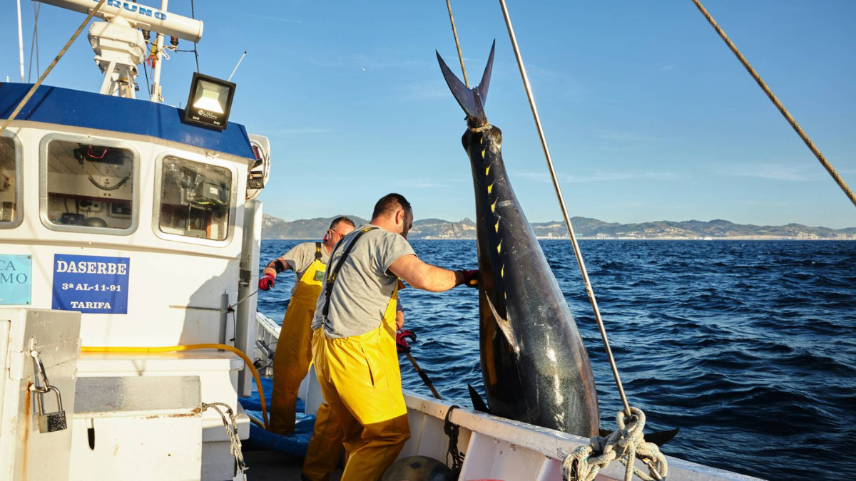Captura del atún rojo en Tarifa